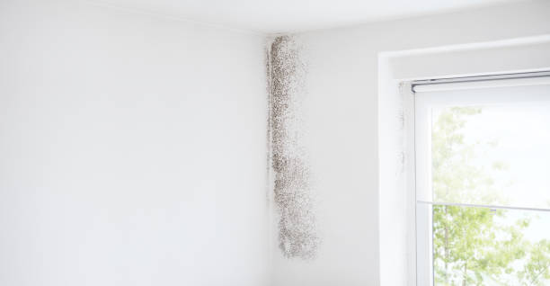 Best Emergency Mold Remediation  in USA